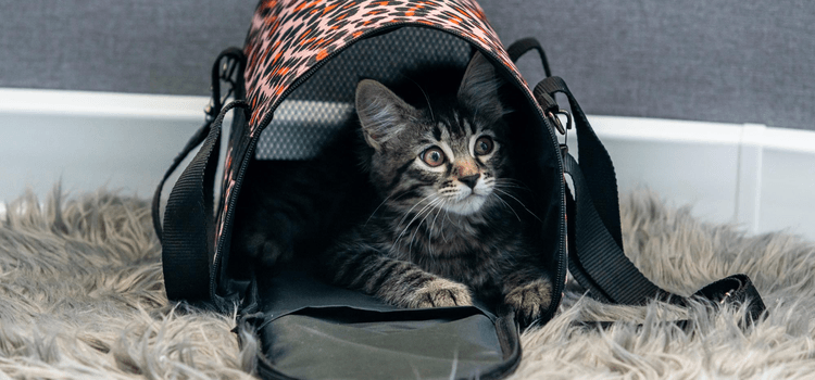 Egy cica szállító táska is lehet szép és divatos