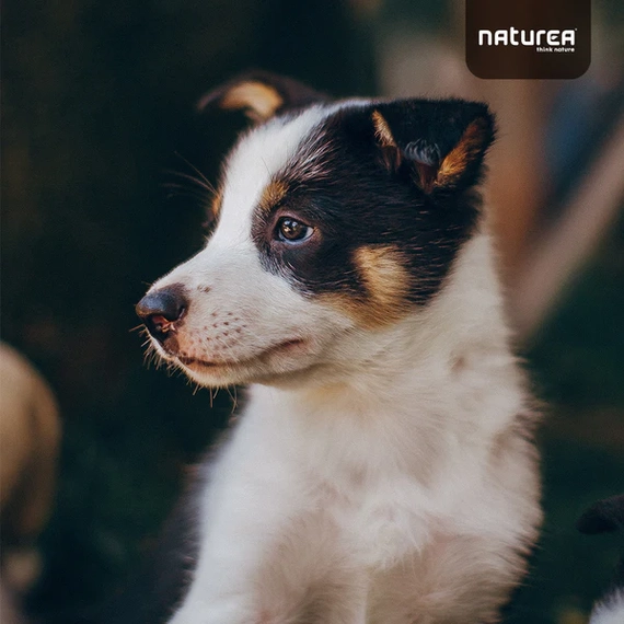 Naturea Elements Kutyatáp kölyök kutyáknak 2 kg