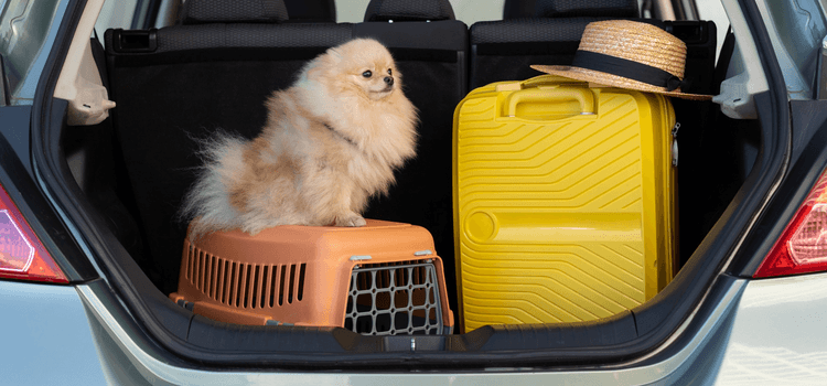Kutyaszállító box, kutyaszállító táska utazásokhoz