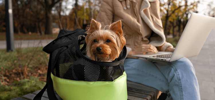 Egy praktikus kutyaszállító táska bármikor jól jöhet
