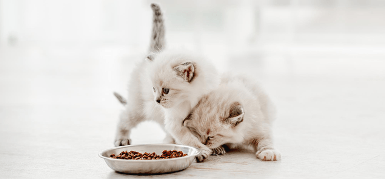 macska száraztáp, amely garantáltan kiscicáid kedvence lesz, hipoallergén macskatáp a biztonságos megoldás